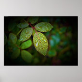 Ochtenddauw,  poster (Voorkant)