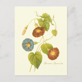 Ochtendglorie Blauwe Illustratie Briefkaart