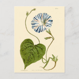 Ochtendglorie Blauwe Illustratie Briefkaart
