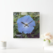 Ochtendglorie, blauwe klok (Huis)