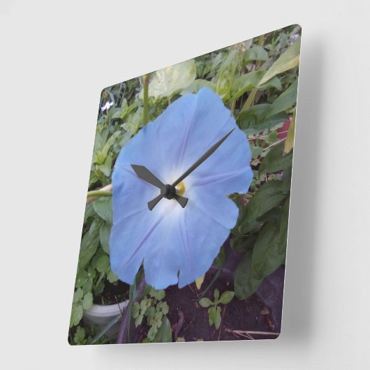 Ochtendglorie, blauwe klok (Hoek)