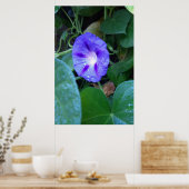 Ochtendglorie Bloemen, Ipomoea met Regendruppels Poster (Keuken)