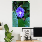 Ochtendglorie Bloemen, Ipomoea met Regendruppels Poster (Thuiskantoor)