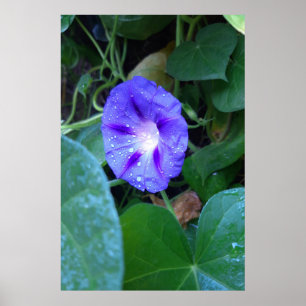 Ochtendglorie Bloemen, Ipomoea met Regendruppels Poster