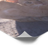 Ochtendkat Poster (Hoek)