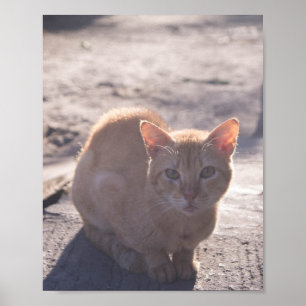 Ochtendkat Poster