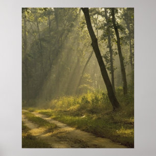 Ochtendlicht schijnt door bomen in jungle poster