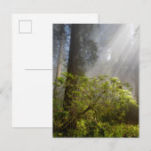 Ochtendmist op Rhododendron Briefkaart (Voorkant / Achterkant)