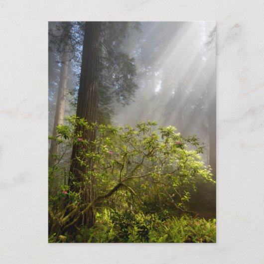 Ochtendmist op Rhododendron Briefkaart (Voorkant)