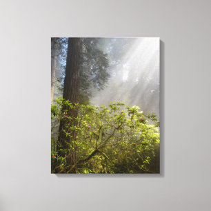 Ochtendmist op Rhododendron Canvas Afdruk