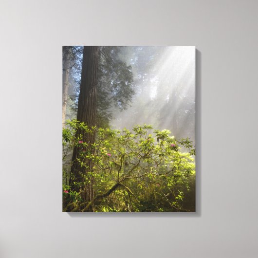 Ochtendmist op Rhododendron Canvas Afdruk (Voorkant)