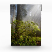 Ochtendmist op Rhododendron Fotoblokken (Voorkant)