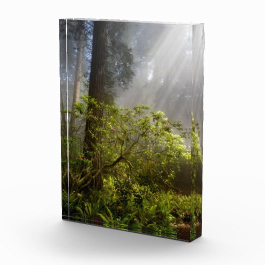 Ochtendmist op Rhododendron Fotoblokken (Rechts)