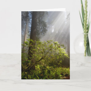 Ochtendmist op Rhododendron Kaart