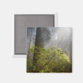 Ochtendmist op Rhododendron Magneet (Voorkant / Achterkant)