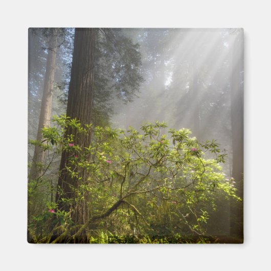 Ochtendmist op Rhododendron Magneet (Voorkant)