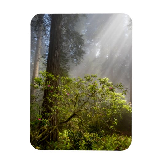 Ochtendmist op Rhododendron Magneet (Verticaal)