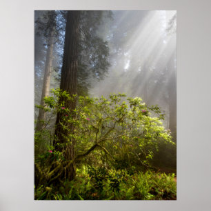 Ochtendmist op Rhododendron Poster