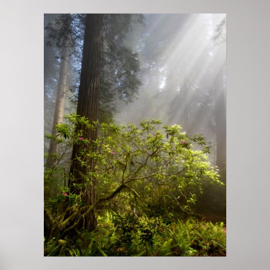 Ochtendmist op Rhododendron Poster (Voorkant)