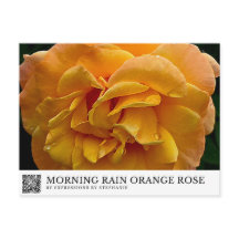 Ochtendregen Oranje Roos