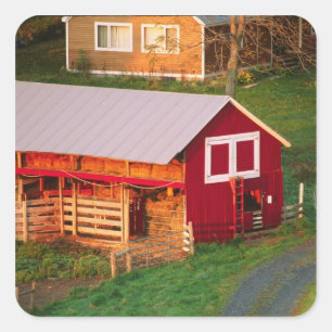 Ochtendwerkzaamheden op de boerderij. VS, Vermont, Vierkante Sticker