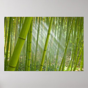 Ochtendzonlicht dat door bamboe filtert poster