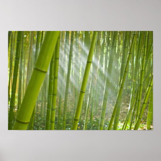 Ochtendzonlicht dat door bamboe filtert poster (Voorkant)