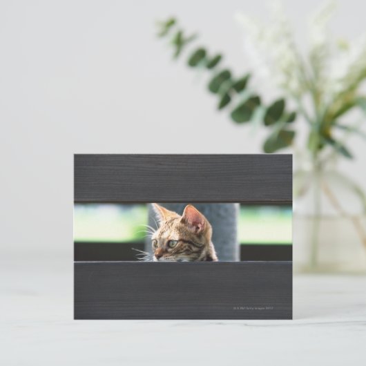 Ocicat 4 briefkaart (Staand voorkant)