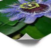 Ocoee flower Passiflora caerulea Passion flower Poster (Hoek)