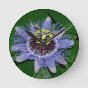Ocoee flower Passiflora caerulea Passion flower Ronde Klok