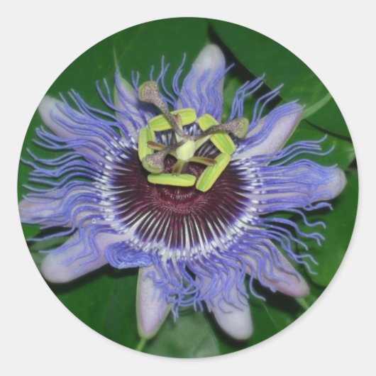 Ocoee flower Passiflora caerulea Passion flower Ronde Sticker (Voorkant)
