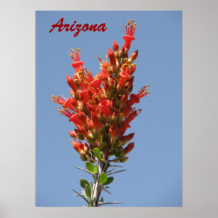 Ocotillo Bloom - Arizona Poster