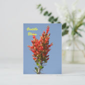 Ocotillo Bloom Briefkaart (Staand voorkant)
