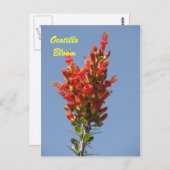 Ocotillo Bloom Briefkaart (Voorkant / Achterkant)