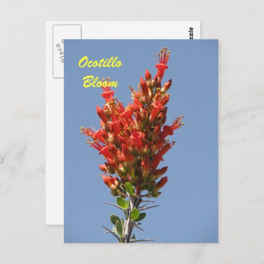 Ocotillo Bloom Briefkaart (Voorkant / Achterkant)