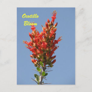 Ocotillo Bloom Briefkaart