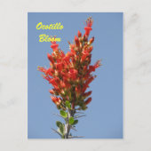 Ocotillo Bloom Briefkaart (Voorkant)