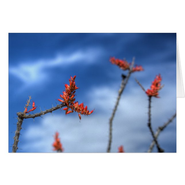 Ocotillo Blooms (Voorkant Horizontaal)