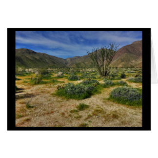 Ocotillo Borrego Springs 2017