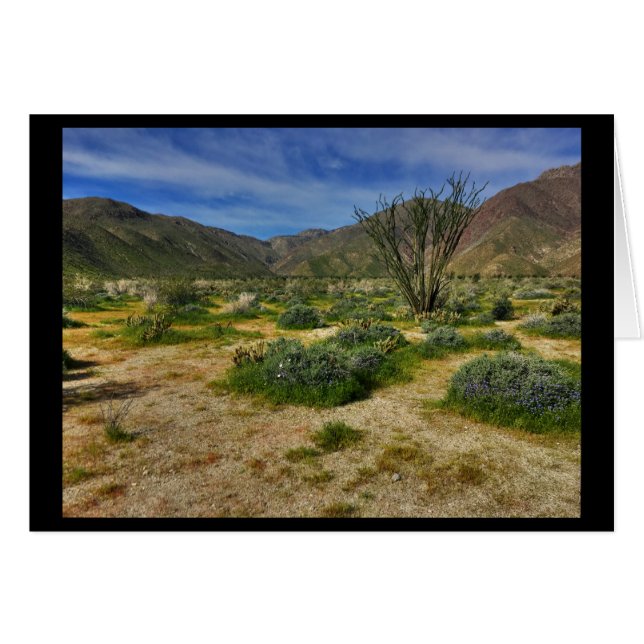 Ocotillo Borrego Springs 2017 (Voorkant Horizontaal)