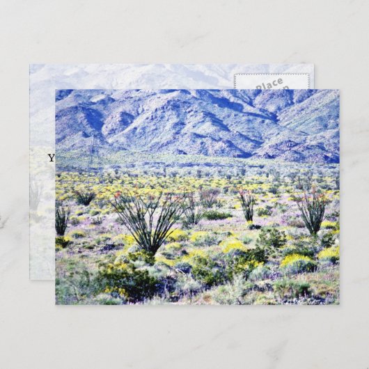 Ocotillo en woestijnbloemen in Bloom Briefkaart (Voorkant / Achterkant)