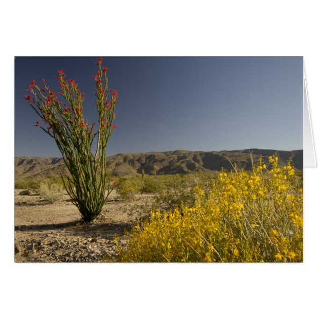 Ocotillo en woestijnsenna (Voorkant Horizontaal)