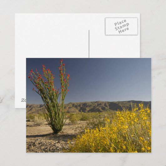 Ocotillo en woestijnsenna briefkaart (Voorkant / Achterkant)