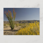 Ocotillo en woestijnsenna briefkaart (Voorkant)