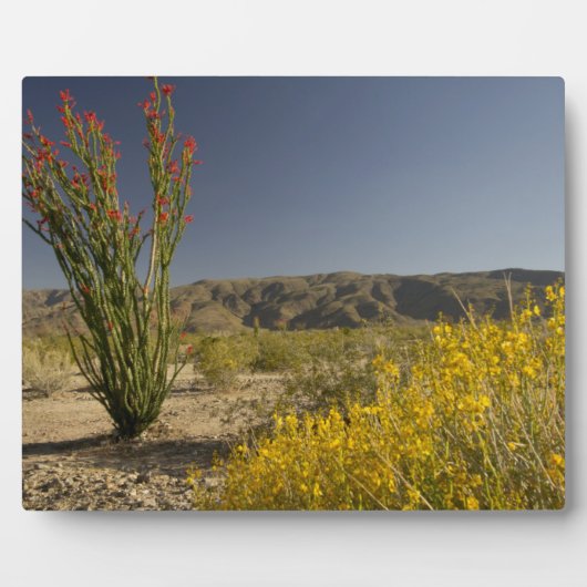 Ocotillo en woestijnsenna fotoplaat (Voorkant)