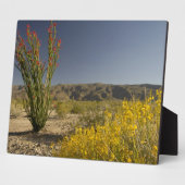 Ocotillo en woestijnsenna fotoplaat (Zijkant)