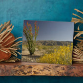 Ocotillo en woestijnsenna fotoplaat (Zijkant)
