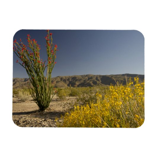 Ocotillo en woestijnsenna magneet (Horizontaal)