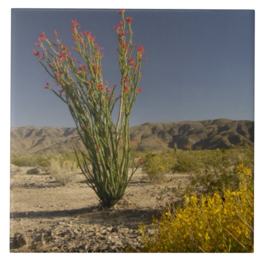 Ocotillo en woestijnsenna tegeltje (Voorkant)