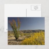 Ocotillo en woestinsenna briefkaart (Voorkant / Achterkant)